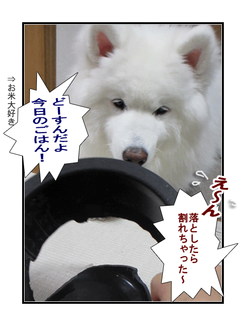 サモエドの写真マンガ(4)