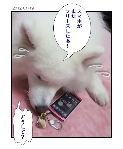 サモエドの写真マンガ(1)