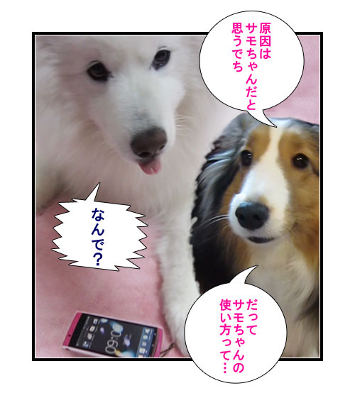 サモエドの写真マンガ(2)