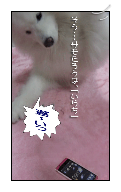 サモエドの写真マンガ(3)