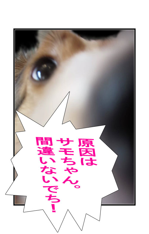 サモエドの写真マンガ(4)