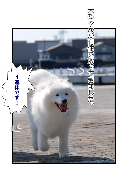 やっぱり雨男(サモエドとシェルティーの写真犬マンガ)