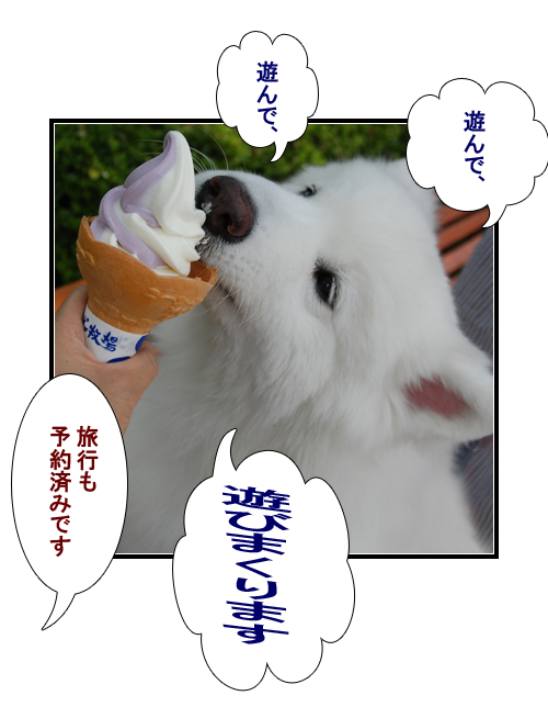 やっぱり雨男(サモエドとシェルティーの写真犬マンガ)