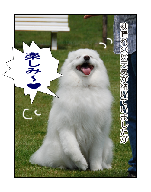 やっぱり雨男(サモエドとシェルティーの写真犬マンガ)