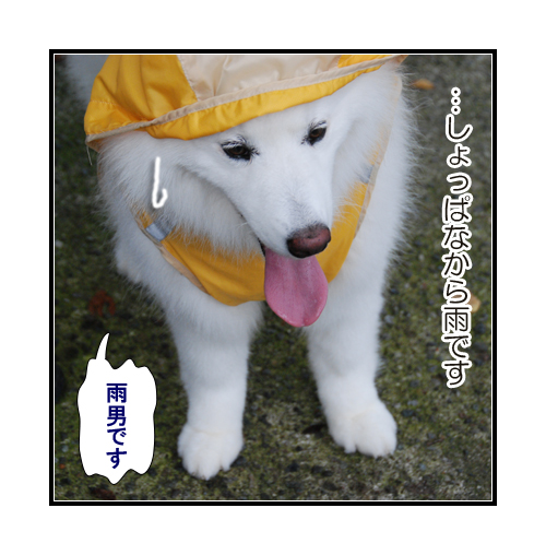 やっぱり雨男(サモエドとシェルティーの写真犬マンガ)