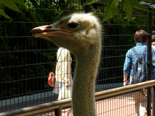 クロムハーツと動物園 (10)
