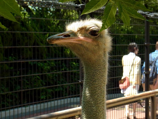 クロムハーツと動物園 (11)