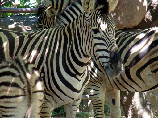 クロムハーツと動物園 (7)