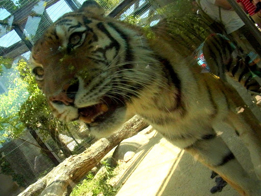 クロムハーツと動物園 (25)