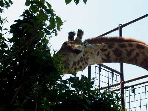 クロムハーツと動物園 (13)