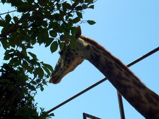 クロムハーツと動物園 (15)
