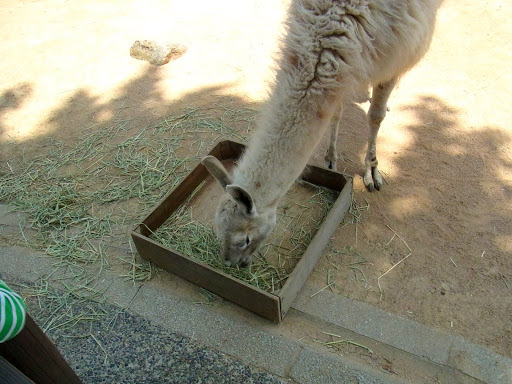 クロムハーツと動物園 (27)