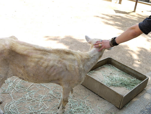 クロムハーツと動物園 (35)