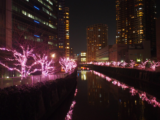 fuyunosakura.jpg
