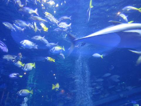 鳥羽水族館