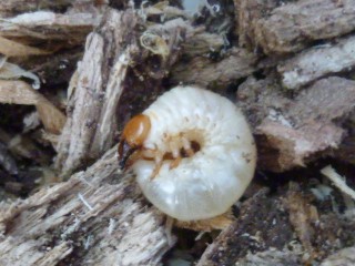 2014-2カブトムシの幼虫 (320x240)