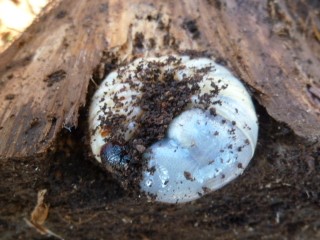 2014-01カブトムシ幼虫 (320x240)
