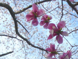 桜03