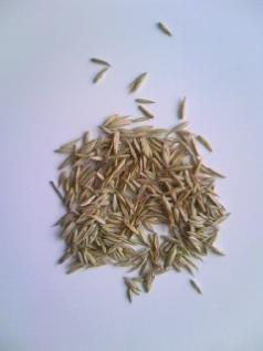 pp1304.jpg
