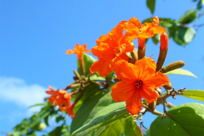 花