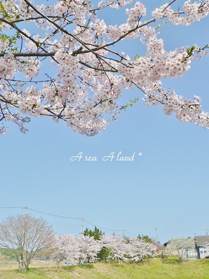 七ヶ浜サクラと空(2012.春)