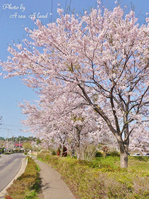 サクラ(2012.春)