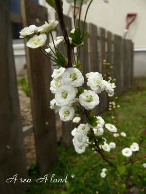シジミ花とフェンス