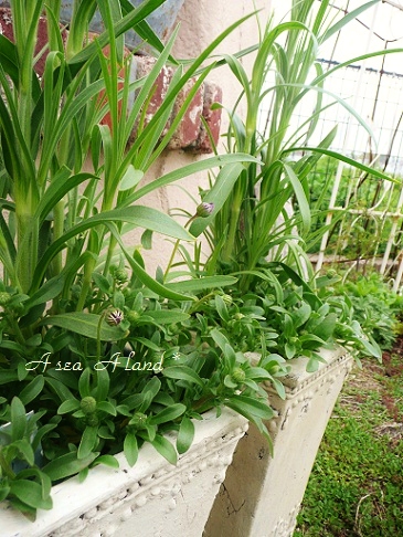 寄せ植え