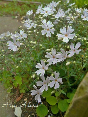 芝桜 白色