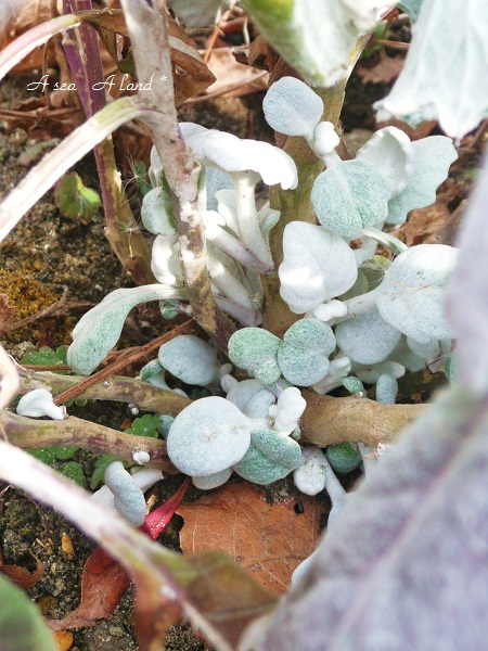 白妙菊☆