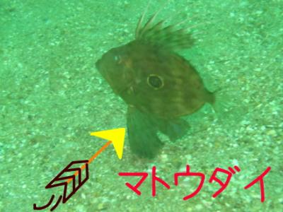 マトウダイ