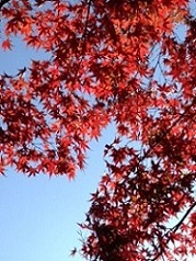 写真 (1)