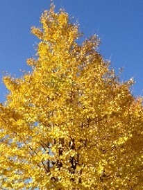 紅葉2