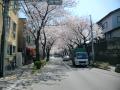 品川用水桜