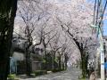 品川用水 桜