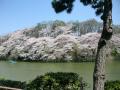 千鳥ケ淵桜2