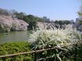 千鳥ケ淵桜3