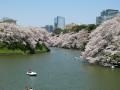 千鳥ケ淵桜