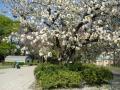 都立砧公園桜2