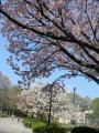 都立砧公園桜3