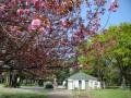 都立砧公園桜4