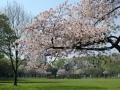 砧公園八重桜