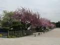 馬事公苑桜2
