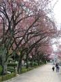 馬事公苑桜3