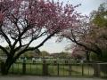 馬事公苑桜4