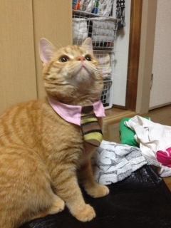マスロ君n