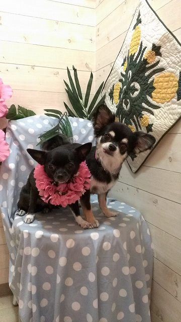 古森なな、はち