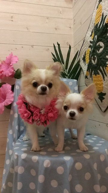 原じよん、よんふぁ