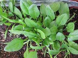 ほうれん草