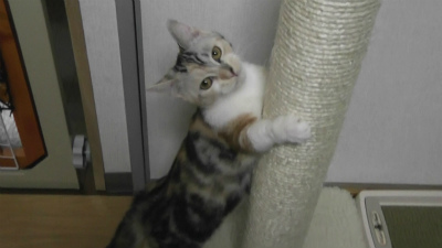 ポールでストレッチ